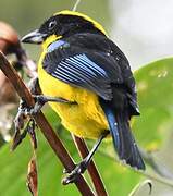 Blue-winged Mountain Tanager