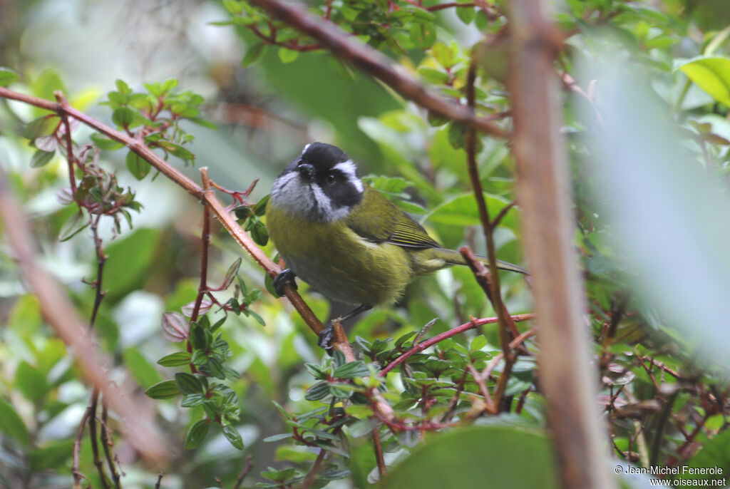 Sooty-capped Bush Tanager