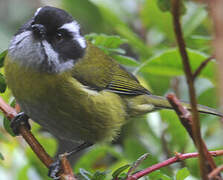 Sooty-capped Bush Tanager