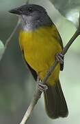 Grey-headed Tanager