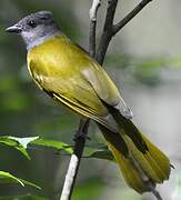 Grey-headed Tanager