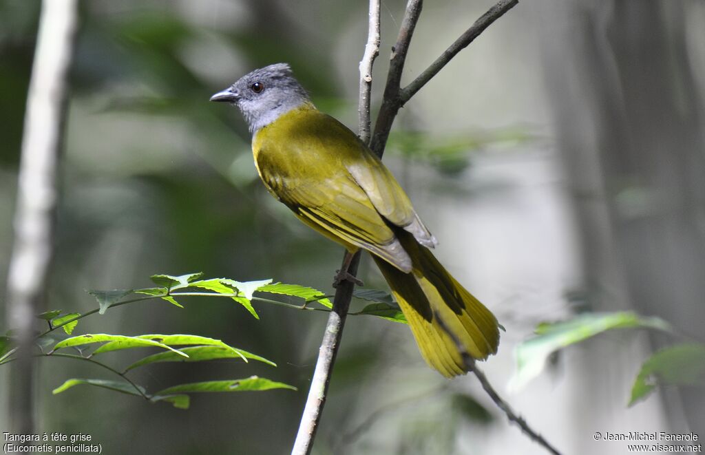 Grey-headed Tanager