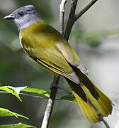 Grey-headed Tanager