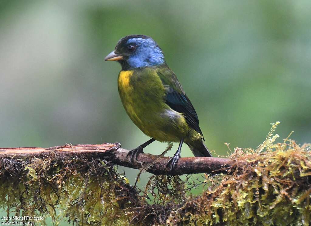 Tangara d'Edwardsadulte, identification