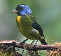 Moss-backed Tanager