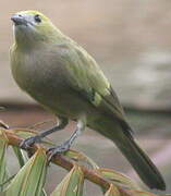 Palm Tanager