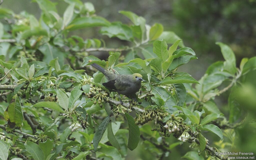 Palm Tanager