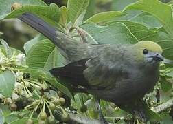 Palm Tanager