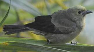 Palm Tanager