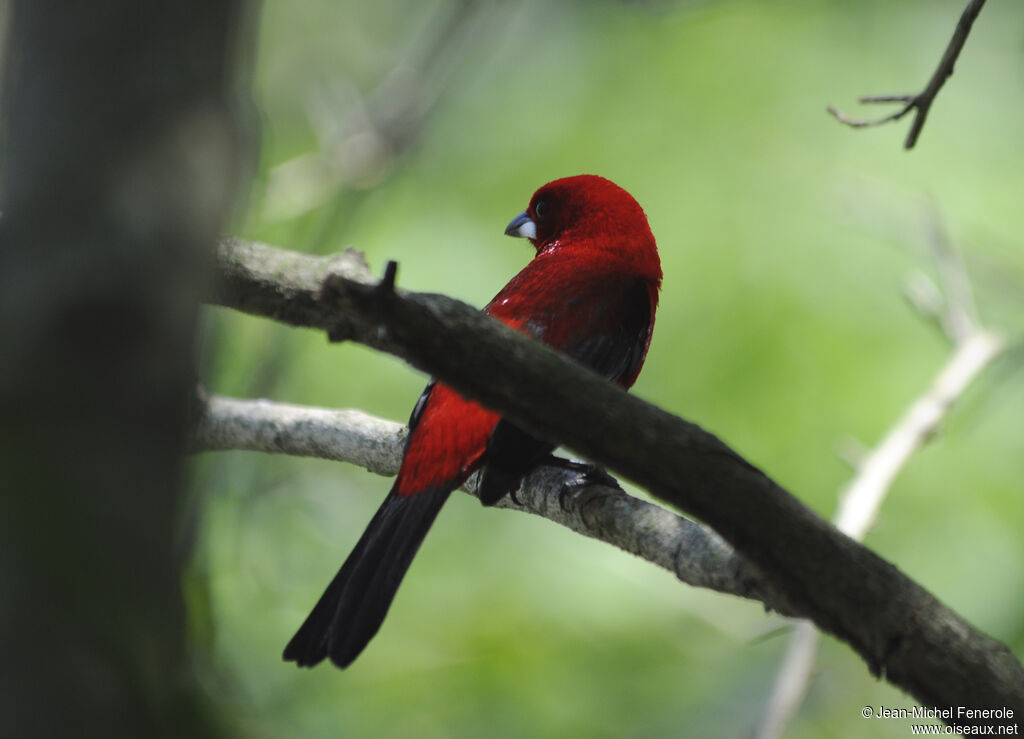 Brazilian Tanager male adult