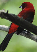 Brazilian Tanager