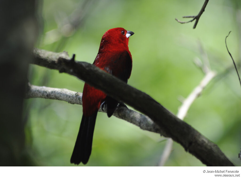 Brazilian Tanager male adult