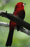 Brazilian Tanager