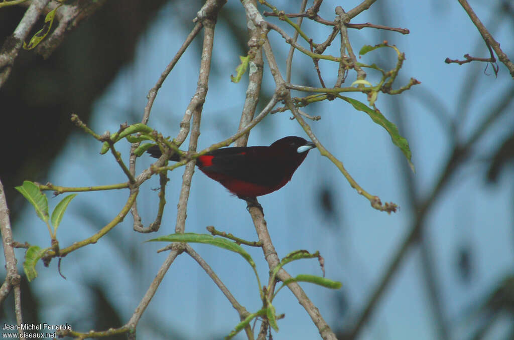 Huallaga Tanager male adult