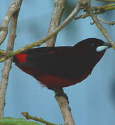 Huallaga Tanager