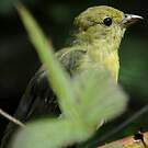 Tangara écarlate