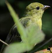 Scarlet Tanager