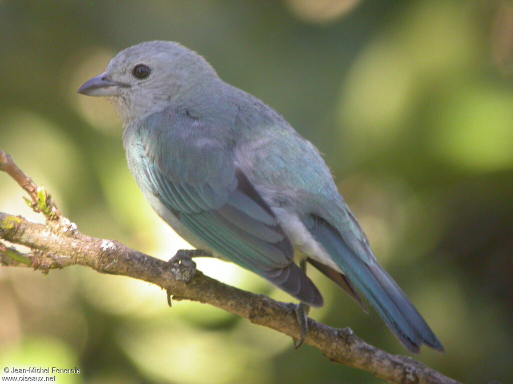 Blue-grey Tanager