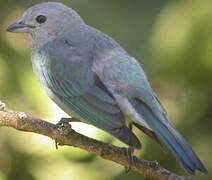 Blue-grey Tanager