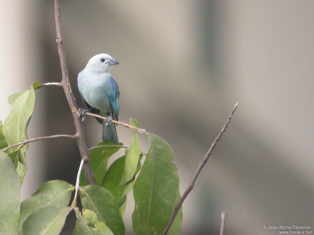 Blue-grey Tanager