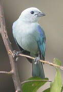 Blue-grey Tanager