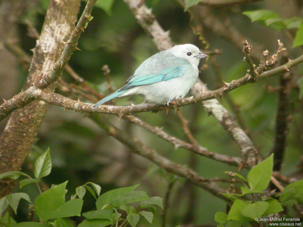 Blue-grey Tanager