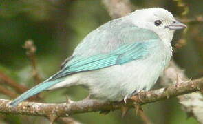 Blue-grey Tanager