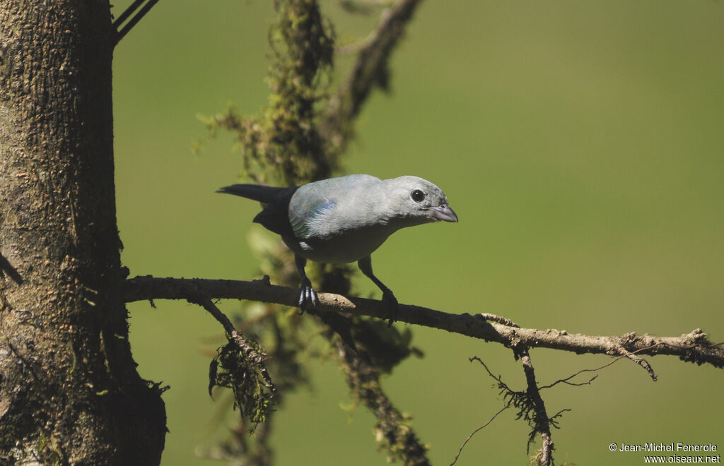 Blue-grey Tanager