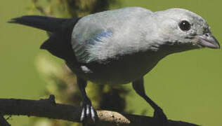 Blue-grey Tanager