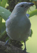 Blue-grey Tanager