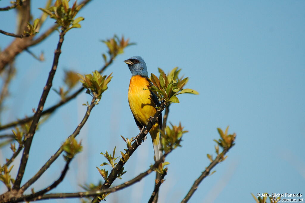 Blue-and-yellow Tanager male