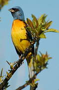 Blue-and-yellow Tanager