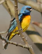 Blue-and-yellow Tanager