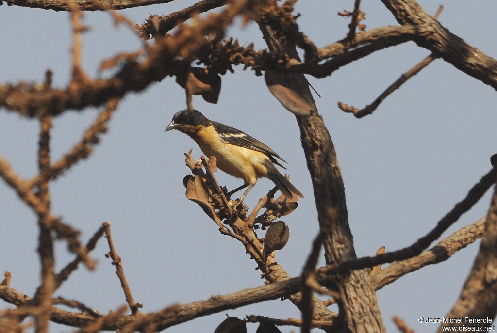 White-rumped Tanager