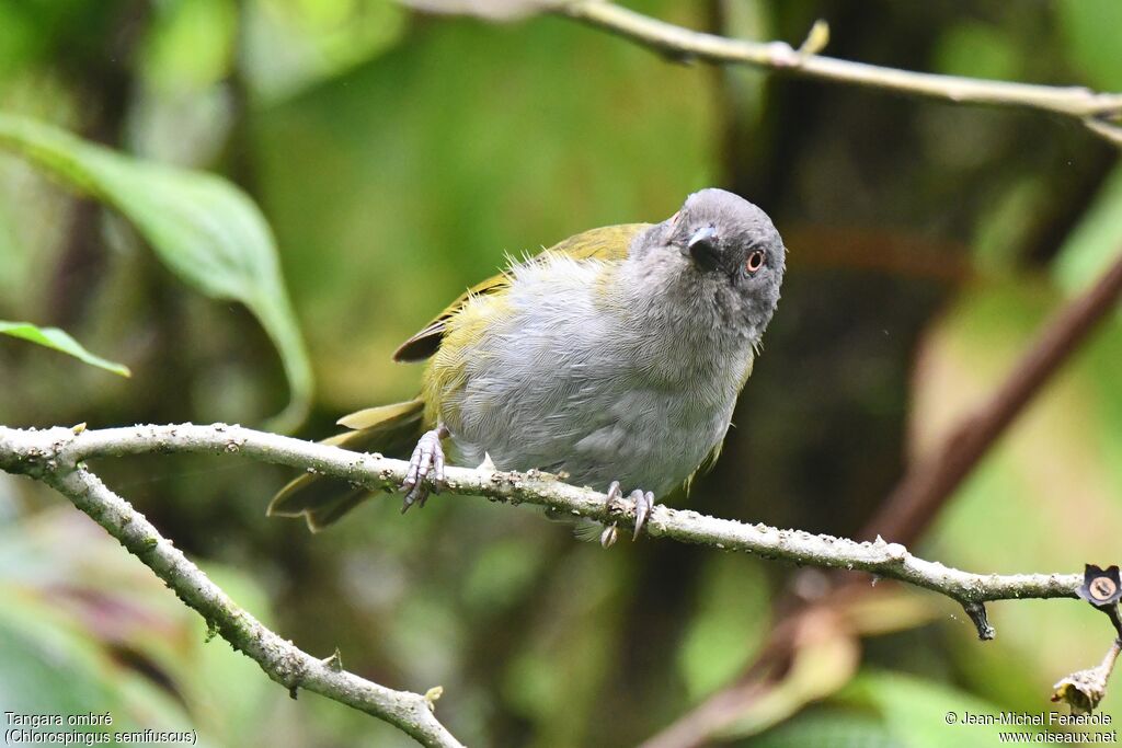 Dusky Chlorospingus