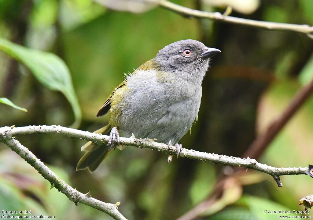 Dusky Bush Tanager