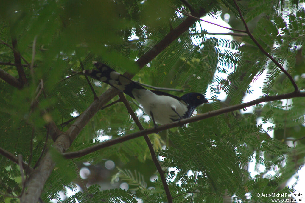 Magpie Tanager