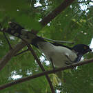 Tangara pillurion