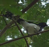 Magpie Tanager