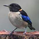 Golden-collared Honeycreeper