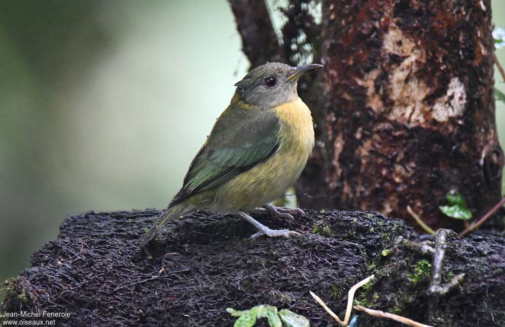 Tangara sucrier
