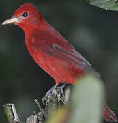 Summer Tanager