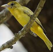 Summer Tanager