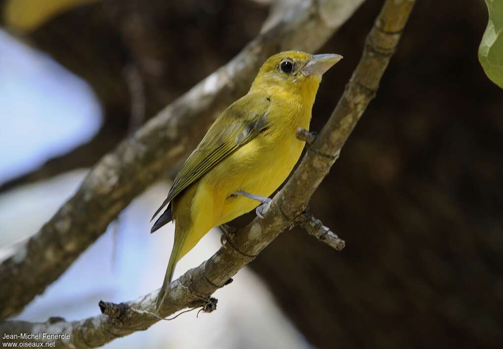 Summer Tanager female adult, identification