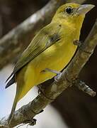 Summer Tanager