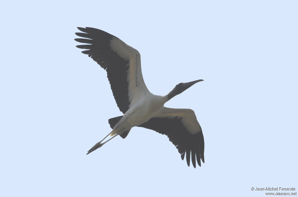 Wood Stork