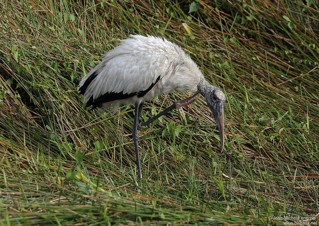 Wood Stork