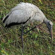 Wood Stork