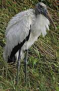 Wood Stork