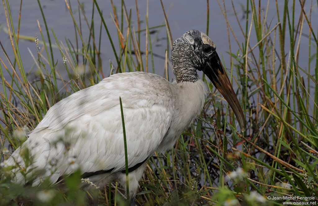 Wood Stork